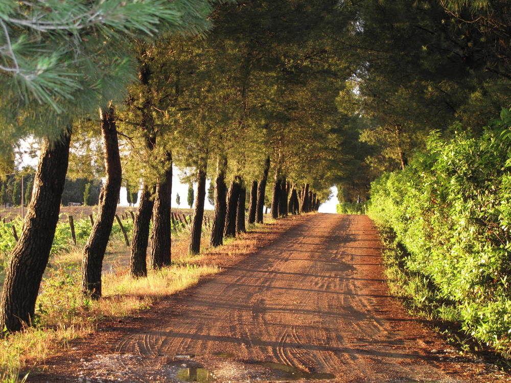 Agriturismo Colleverde Selvatelle Dış mekan fotoğraf